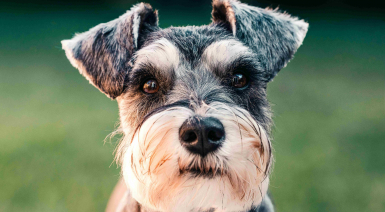 Les problèmes urinaires chez le Schnauzer nain